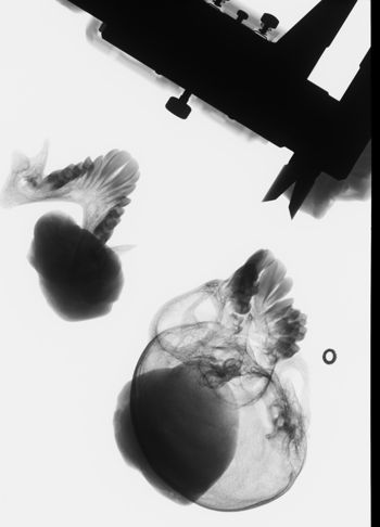 Media type: image;   Mammalogy 15329
